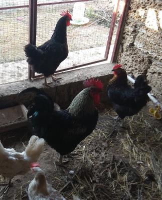 Прикрепленное изображение: XWmQ4MANCn0.jpg